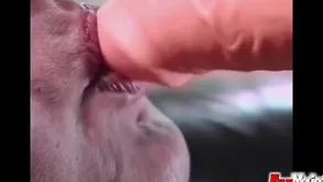 Matured Lesbos Fucks Their Twats