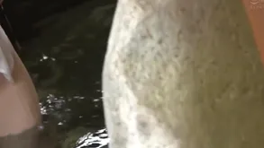 Japanese mating siko